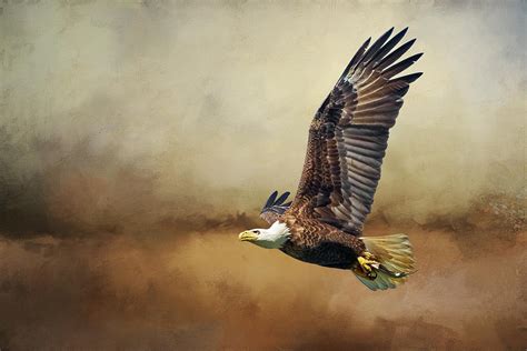 American bald eagle flying in storm clouds Digital Art by Diana Van Tankeren