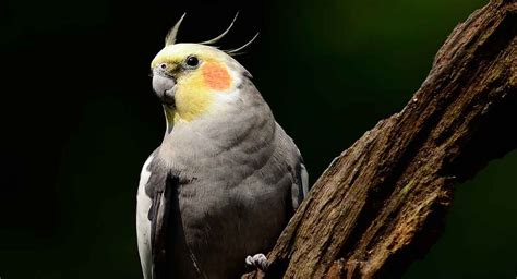 Pet cockatiel lifespan can far outstrip their wild cousins'. Find out how long they can live ...