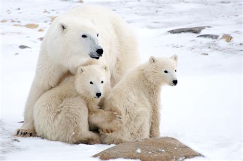 Polar Bear Motherhood