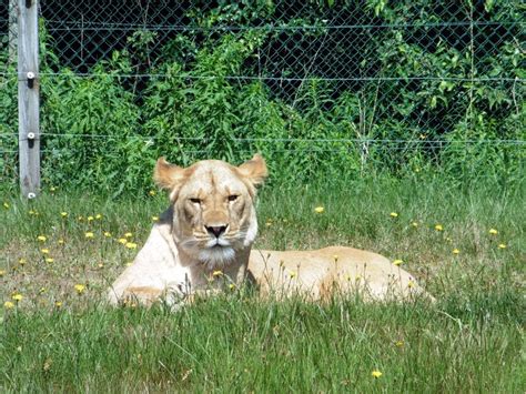 Female lion lies on green grass free image download