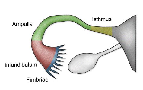 The Fallopian Tubes (Uterine) - Structure - Function - Vascular Supply