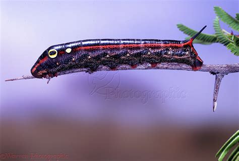 Hawk moth caterpillar photo WP07017