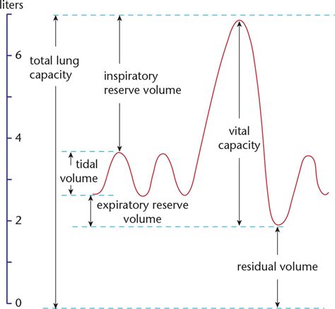 Figure 6.4. Lung Volumes