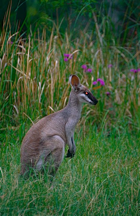 Whiptail Wallaby (Macropus parryi) | Lamington NP, South Que… | Flickr