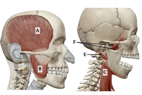 mandible muscles (lateral view) Diagram | Quizlet