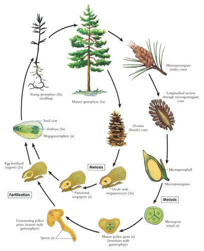 Pinophyta Life Cycle