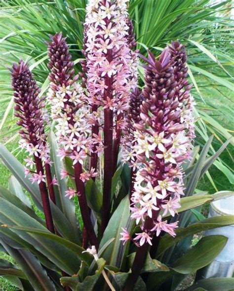 Eucomis Sparkling Burgundy