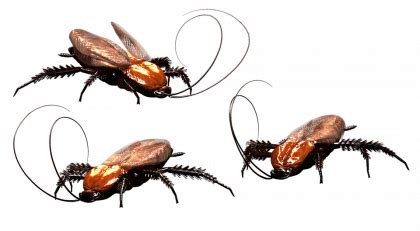 Roach PNG Download Image | PNG Arts