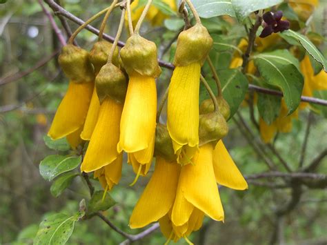 Flowering Kowhai Tree