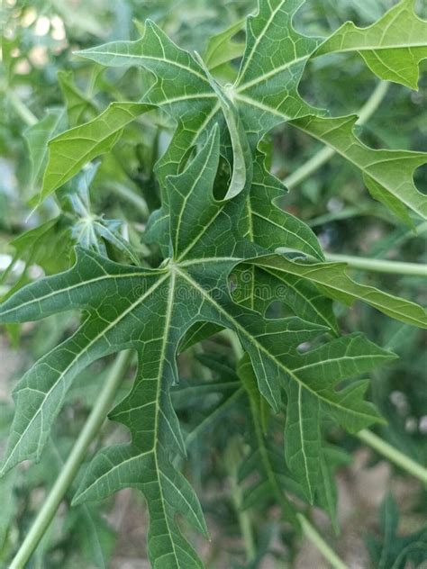 Papaya Leaves ( Daun Kates) Stock Image - Image of daun, papaya: 264617829