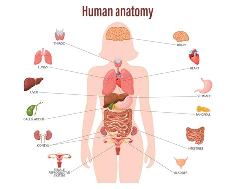 Human anatomy concept. Infographic poster with the internal organs of the female body ...