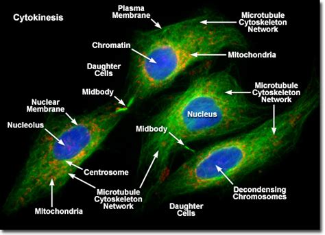 Cytokinesis Microscope