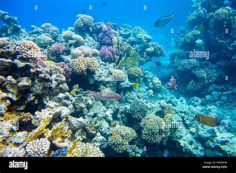 coral reef with fish of the red sea Stock Photo - Alamy