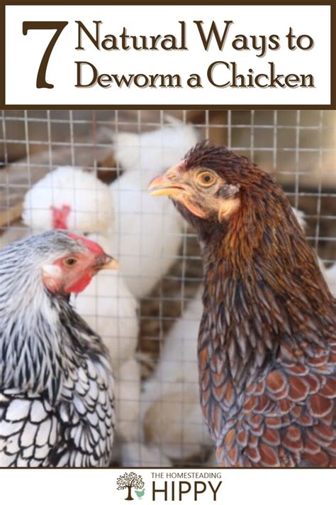 7 Natural Ways to Deworm a Chicken