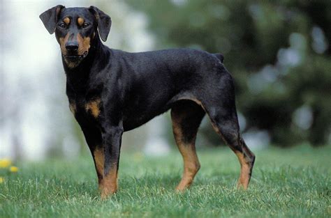 German pinscher: Dog breed characteristics & care