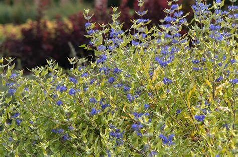 10 Best Deer-Resistant Shrubs for Landscaping