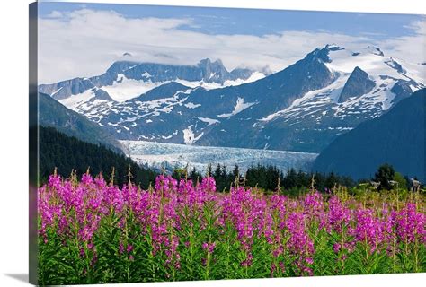 Scenic view of Mendenhall Glacier with Fireweed, Tongass National ...