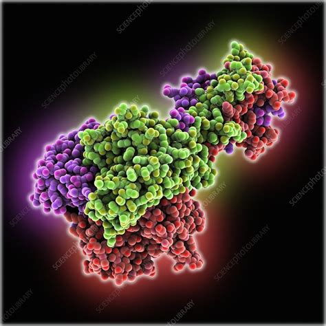 Adenovirus fibre shaft protein - Stock Image - C025/1789 - Science ...