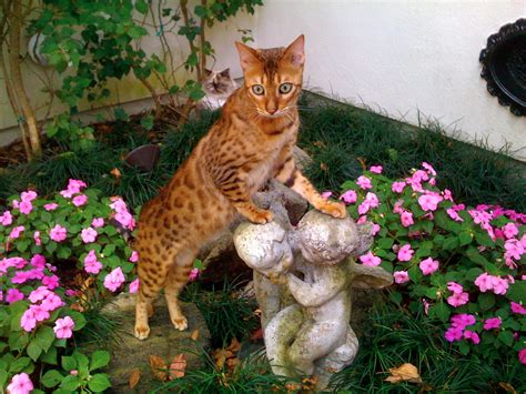 File:Bangie the Bengal Cat.jpg - Wikipedia, the free encyclopedia