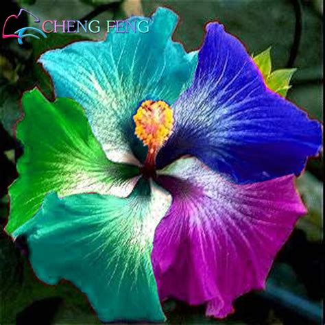 Popular Hibiscus Plant-Buy Cheap Hibiscus Plant lots from China Hibiscus Plant suppliers on ...