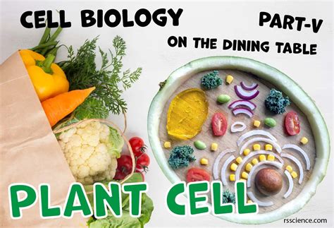 Cell Biology on the Dining Table – Plant Cell Model - Rs' Science