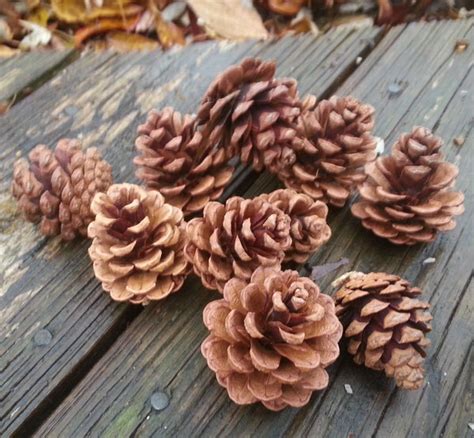 Red Pine Cones for Natural Decorations with a Rustic Touch ...