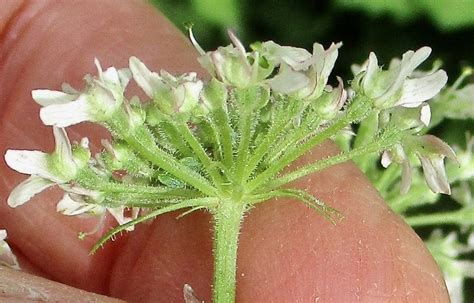 Inflorescences-examples - Tree Guide UK - inflorescence examples