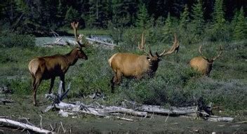 Canmore Wildlife Viewing :: Canadian Rockies Adventure Centre