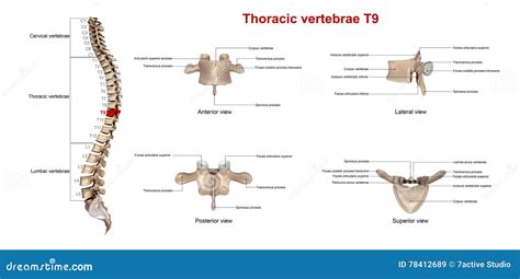 Borstruggewervels T9 stock illustratie. Illustration of lichaam - 78412689