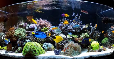 Top 10 Saltwater Aquarium Fish for Beginners - Mad Hatter's Reef