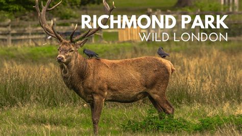 Wildlife of Richmond Park | Wild London - YouTube