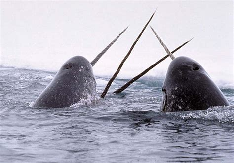 Spratt Actual: Narwhal