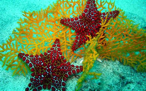 Starfish Images