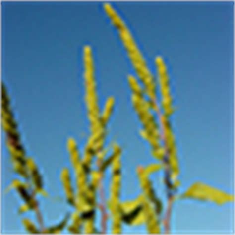 Marsh-Elder (Iva) Genus Level Details & Allergy Info