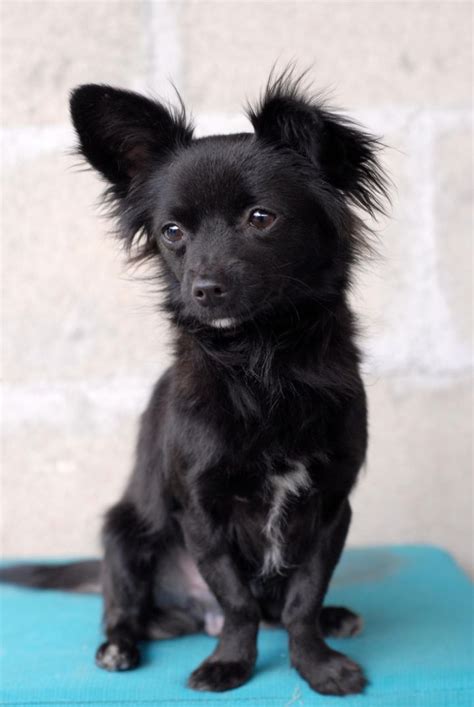 Adopt Angelo on Petfinder | Papillon dog, Black chihuahua, Chihuahua puppies