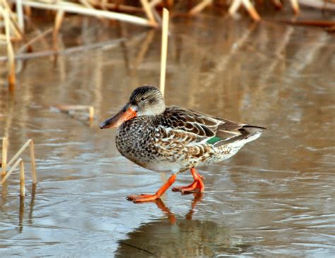 Northern Shoveler – Female | Bosque del Apache | January, 2011 | Tony ...