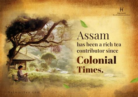 Colonial History of Growing Assam Tea