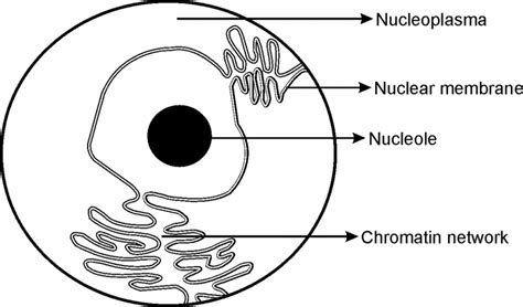 nucleus diagram easy | Learning Printable