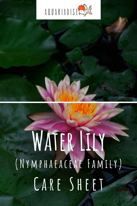 Water Lily (Nymphaeaceae Family) Care Sheet - Aquariadise