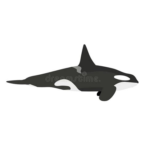 Orcinus Orca - Killer Whale - Type B2 Male - Side View Stock Vector ...