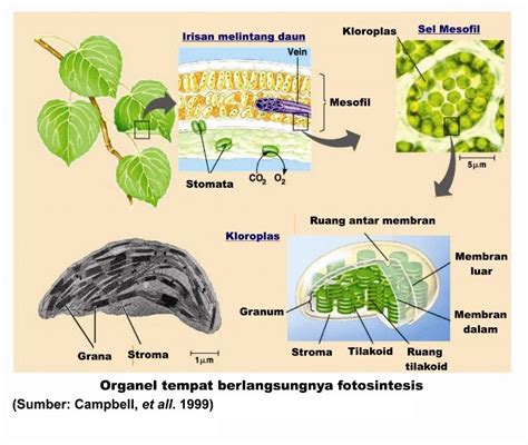 Bagian Tumbuhan Tempat Berlangsungnya Fotosintesis Adalah - Homecare24