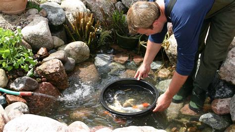 What Is A Koi Pond? Ultimate Installation & Maintenance Guide