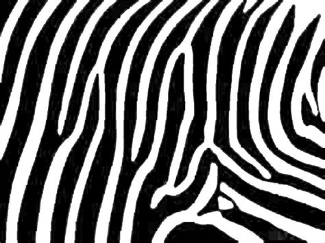 15+ Zebra Patterns – Free PAT, PNG, Vector, EPS Format Download! | Free & Premium Creatives