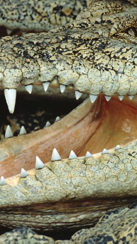 Download wallpaper 800x1420 crocodile, mouth, face, teeth iphone se/5s/5c/5 for parallax hd ...