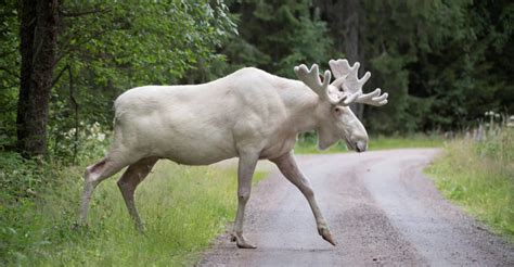 Thousands Rally To Save Rare Albino Elk | MiNDFOOD