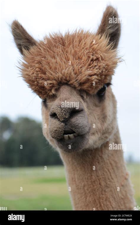 Alpaca hair funny hi-res stock photography and images - Alamy