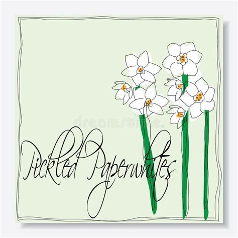 Pickled Paperwhites Flowers Stock Vector - Illustration of draw, decoration: 60771032