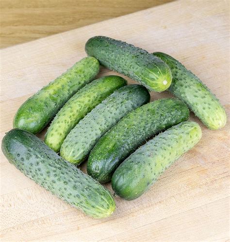 Artist Gherkin Cucumber Seeds – West Coast Seeds