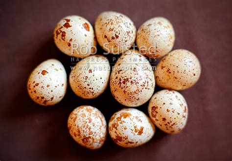 California Quail eggs (Callipepla californica), New Zealand (NZ). Stock ...