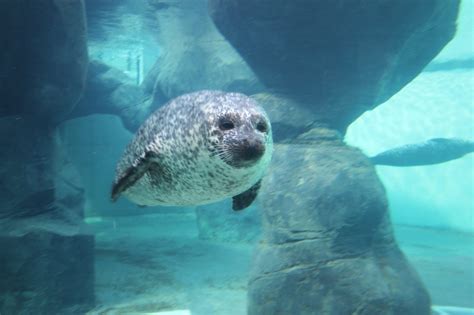 Second Temporary Closure for Tynemouth Aquarium